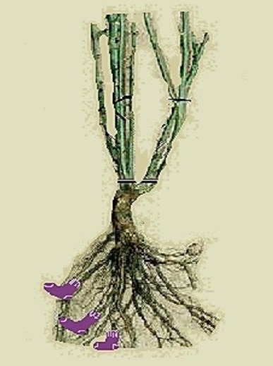 "Purple root-rot"